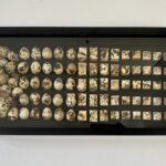 Ulrike Kunze | WANDEL | Materialcollage: Wachteleier, Holz, Farbe